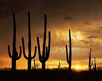 Saguaro Cacti (Carnegiea gigantea) silhouetted against the sunset in the Silver Bell Mountains, Saguaro NP, Arizona, USA