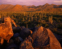 Signal Hill petroglyphs at sunset with Saguaro Cacti (Carnegiea gigantea) and Tucson Mountains in the background, Saguaro National Monument, Arizona, USA