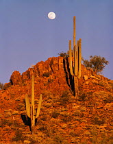 Full moon rising over Saguaro Cacti (Carnegiea gigantea) at sunset, Tucson Mountains, Saguaro National Monument, Arizona, USA