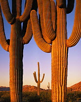 Saguaro Cacti (Carnegiea gigantea) at sunrise, Cabeza Prieta NW Refuge, Sonoran Desert, Arizona, USA