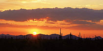 Sunset at Javalina Mountain and the Sand Tank Mountains, Sonoran Desert National Monument, Arizona, USA