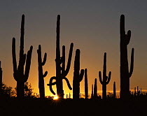 Saguaro Cacti (Carnegiea gigantea) at sunrise, Sonoran Desert National Monument, Arizona, USA