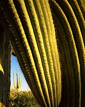 Saguaro Cacti (Carnegiea gigantea) with detail of the cactus spines, Tucson Mountains, Saguaro NP, Arizona, USA