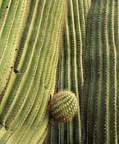 Saguaro Cactus (Carnegiea gigantea) with new arm emerging from its trunk, Cabeza Prieta NW Refuge, Arizona, USA