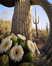 Saguaro Cactus (Carnegiea gigantea) at dawn with new flowers emerging at the tip of its limb, Saguaro NP, Arizona, USA