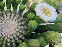 Saguaro Cactus (Carnegiea gigantea) with new flowers emerging at the tip of its limb, Tucson Mountains, Saguaro NP, Arizona, USA