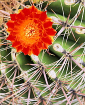 Arizona Barrel Cactus (Ferocactus wislizenii) flower in full bloom amid the cactus spines, Saguaro NP, Arizona, USA