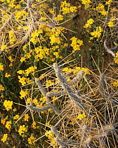 Pencil Cholla (Opuntia ramosissima) and flowering Fendler's Bladderpod (Lesquerella fendleri) Cabeza Prieta NW Refuge, Arizona, USA