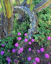Senita Cactus (Lophocereus crystallinum) amid Sand Verbena (Abronia villosa) and flowering Ice Plants (Mesembryanthemum crystallinum), Vizcaino Desert, Baja California Sur, Mexico, Central America