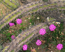 Galloping Cactus (Stenocereus gummosus) amid flowering Sand Verbena (Abronia villosa)  and Rock Daisies (Perityle emoryi), Vizcaino Desert, Baja California Sur, Mexico, Central America