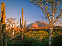 Cardon Cacti (Pachycereus pringlei) and Elephant Trees (Pachycormus discolor) at sunrise with the Tres Virgenes volcanoes in the background, Baja California Sur, Mexico, Central America
