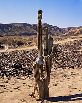 Cardon Cactus (Pachycereus pringlei) amongst waste from desert dumping near Santa Rosalia, Baja California Sur, Mexico, Central America
