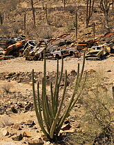 Cardon Cacti (Pachycereus pringlei) and Organ Pipe Cacti (Cereus thurberi) amongst dumped cars near Mulege, Baja California Sur, Mexico, Central America