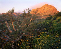 Elephant Tree (Bursera microphylla) and Brittlebush (Encelia farinosa) with the Picacho El Destiladera mountain in the background, Vizcaino Desert, Baja California Sur, Mexico, Central America
