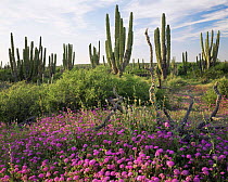 Cardon Cacti (Pachycereus pringlei) with flowering Sand Verbena (Abronia villosa) and Narrowleaf Globemallow (Sphaeralcea angustifolia), Vizcaino Desert, Baja California Sur, Mexico, Central America
