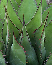 Coastal Century Plant (Agave shawii) with red edging and spines, Sonoran Desert, Baja California Sur, Mexico, Central America