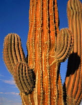 Cardon Cactus (Pachycereus pringlei) reddened on the sun exposed side, Baja California Sur, Mexico, Central America