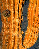 Cardon Cactus (Pachycereus pringlei) reddened on the sun exposed side, Baja California Sur, Mexico, Central America