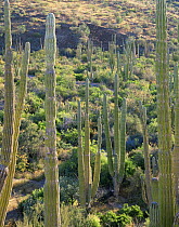 Cardon Cacti (Pachycereus pringlei) on the slopes of Bahia Concepcion's eastern shore, Baja California Sur, Mexico, Central America