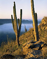 Cardon Cacti (Pachycereus pringlei) above the Vizcaino Desert in the Pacific fog, Baja California Sur, Mexico, Central America