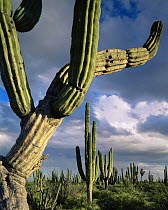 Storm clouds and afternoon light on Cardon Cacti (Pachycereus pringlei), Vizcaino Desert, Baja California Sur, Mexico, Central America