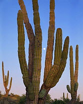 Moonrise as sunset light illuminates Cardon Cacti (Pachycereus pringlei), Vizcaino Desert, Baja California Sur, Mexico, Central America