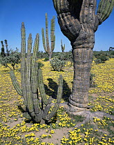 Cardon Cactus (Pachycereus pringlei) and Galloping Cactus (Machaerocereus gummosus) amongst flowering Evening Primrose (Oenthera sp), Vizcaino Desert, Baja California Sur, Mexico, Central America