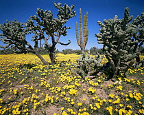 Cardon Cactus (Pachycereus pringlei) and Cholla Cactus (Opuntia cholla) amongst flowering Evening Primrose (Oenthera sp), Vizcaino Desert, Baja California Sur, Mexico, Central America
