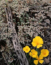 California Poppies (Eschscholtzia californica) and flowering Spurge (Euphorbia sp) with a Cholla Cactus (Opuntia cholla) skeleton, Tres Virgenes, Baja California Sur, Mexico, Central America