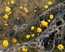 Evening Primrose (Oenthera sp) flowers amid a Cholla Cactus (Opuntia cholla) skeleton, Vizcaino Desert, Baja California Sur, Mexico, Central America