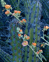 Galloping Cactus (Machaerocereus gummosus) with flowering Globemallow (Sphaeralcea sp), Tres Virgenes, Baja California Sur, Mexico, Central America