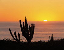 Cardon Cacti (Pachycereus pringlei) on the shore of the Pacific Ocean at sunset, Baja California Sur, Mexico, Central America