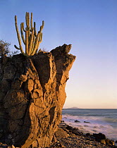 Organpipe Cactus (Cereus thurberi) rooted in volcanic rock on the coast of the Sea of Cortez at dawn, Baja California Sur, Mexico, Central America