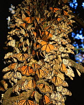 Monarch Butterflies (Danaus plexippus) covering the trunk of a coniferous tree, Sierra Chincua Monarch Butterfly Biosphere Reserve, Michoacan, Mexico, Central America