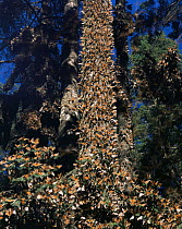 Monarch Butterflies (Danaus plexippus) clustering on trees in a coniferous forest, Sierra Chincua Monarch Butterfly Biosphere Reserve, Michoacan, Mexico, Central America