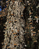 Monarch Butterflies (Danaus plexippus) on a tree trunk in coniferous forest, Sierra Chincua Monarch Butterfly Biosphere Reserve, Michoacan, Mexico, Central America