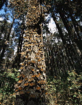Monarch Butterflies (Danaus plexippus) covering the trunk of a tree in coniferous forest, Sierra Chincua Monarch Butterfly Biosphere Reserve, Michoacan, Mexico, Central America
