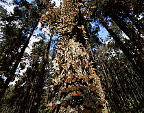 Monarch Butterflies (Danaus plexippus) covering the trunk of a tree in coniferous forest, Sierra Chincua Monarch Butterfly Biosphere Reserve, Michoacan, Mexico, Central America