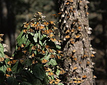 Monarch Butterflies (Danaus plexippus) flying and landing on trees beneath a coniferous forest, Sierra Chincua Monarch Butterfly Biosphere Reserve, Michoacan, Mexico, Central America