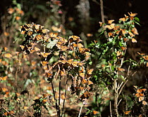Monarch Butterflies (Danaus plexippus) flying and landing on plants beneath a coniferous forest, Sierra Chincua Monarch Butterfly Biosphere Reserve, Michoacan, Mexico, Central America
