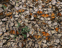Dead Monarch Butterflies (Danaus plexippus) lying on the ground, killed by a January freeze. Sierra Chincua Monarch Butterfly Biosphere Reserve, Michoacan, Mexico, Central America