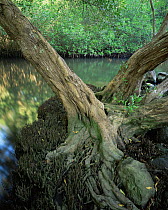 Trunk and roots of a White Mangrove (Laguncularia racemosa) with Red Mangroves (Rhizophora mangle) lining the water in the background, La Tovara Wetlands, San Blas, Mexico, Central America