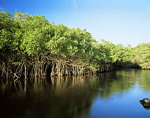 Red Mangroves (Rhizophora mangle) lining the brackish water of the La Tovara Wetlands, San Blas, Mexico, Central America