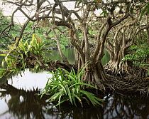 Anonilla (Rollinia jimenezii) and Crinum Lilies (Crinum scabrum) in the roots of a Mangrove (Rhizophora mangle), with Bromeliads (Bromeliaceae) growing in the branches, La Tovara Wetlands, San Blas, M...