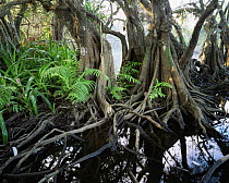 Anonilla (Rollinia jimenezii), Crinum Lilies (Crinum scabrum) and ferns (Thelypteris sp) in the roots of a Mangrove (Rhizophora mangle), La Tovara Wetlands, San Blas, Mexico, Central America