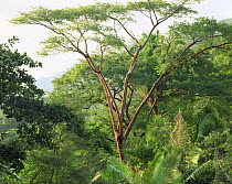 Red-barked Gumbo Limbo (Bursura simaruba) amid Oil Nut Plants (Orbygnia guaycoyule) in the jungle of the Sierra Madre Foothills, Jalisco, Mexico, Central America