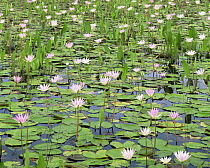 Marshland with Water Lilies (Nymphaea sp) covering the surface of the water, San Luis Potosi, Mexico, Central America