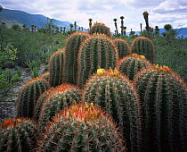 Clusters of Barrel Cacti (Ferocactus stainesii) and Yuccas (Yucca sp) with the Sierra Madre in the background, Chihuahuan Desert, Mexico, Central America