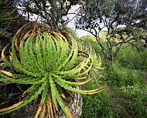 Bromeliad (Hechtia sp) growing on a cliff edge in the valley beneath the Sierra Madre Oriental, Mexico, Central America