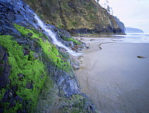 Waterfall  down cliff  onto beach, Cape Lookout State Park, Oregon, USA